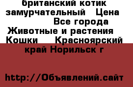 британский котик замурчательный › Цена ­ 12 000 - Все города Животные и растения » Кошки   . Красноярский край,Норильск г.